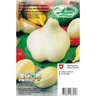 Gemüseknoblauch Elefant - Allium ampeloprasum - Steckzwiebeln 200 g