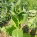 Tabak, Rauchtabak Scherazi - Nicotiana tabacum - BIOSAMEN