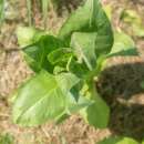 Tabak, Rauchtabak Scherazi - Nicotiana tabacum - BIOSAMEN