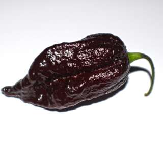 Chili Bhutlah Chocolate - Capsicum chinense - Samen