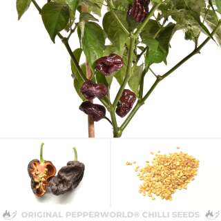 Chili 7 Pot Congo Chocolate - Capsicum chinense  - Samen