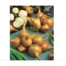 Steck-Schalotten Gelb - Allium ascalonicum - Steckzwiebeln 250 g