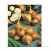 Steck-Schalotten Gelb - Allium ascalonicum - Steckzwiebeln 250 g
