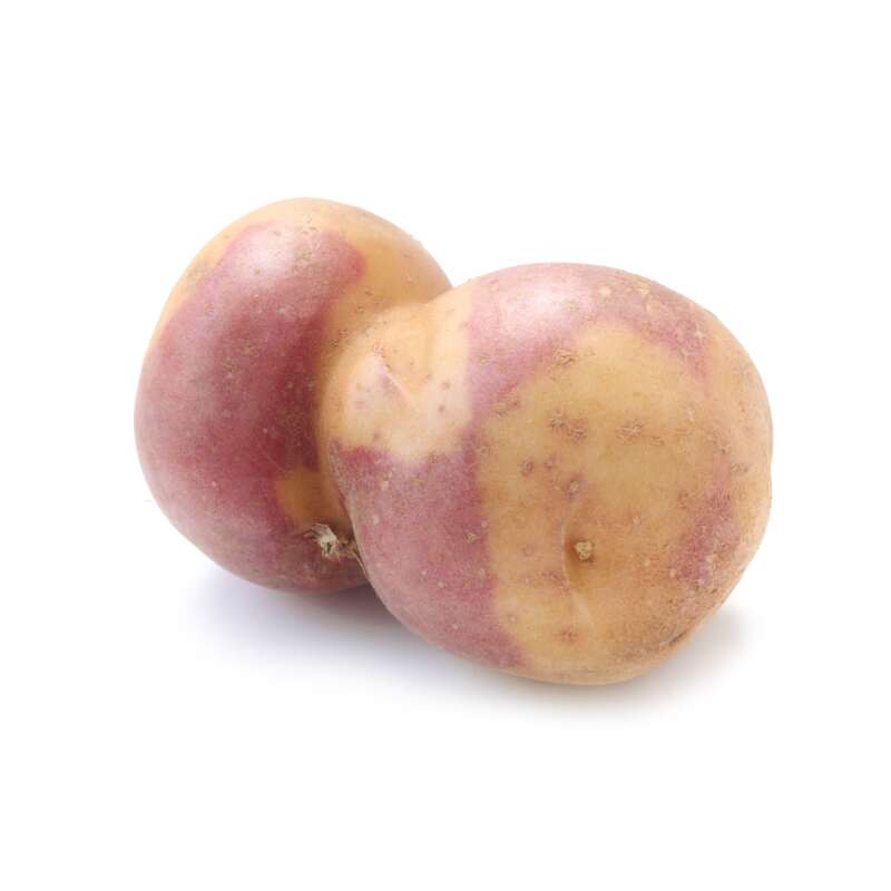 Miss Blush - Saatkartoffeln 1 kg