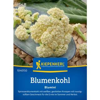 Sprossenblumenkohl Blumini PROFILINE - Brassica oleracea...