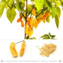 Chili Goronong - Capsicum chinense - Samen