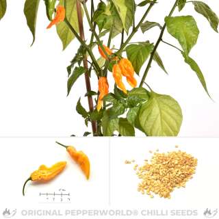 Chili Fatalii Yellow - Capsicum chinense - Samen