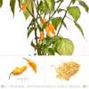Chili Fatalii Yellow - Capsicum chinense - Samen