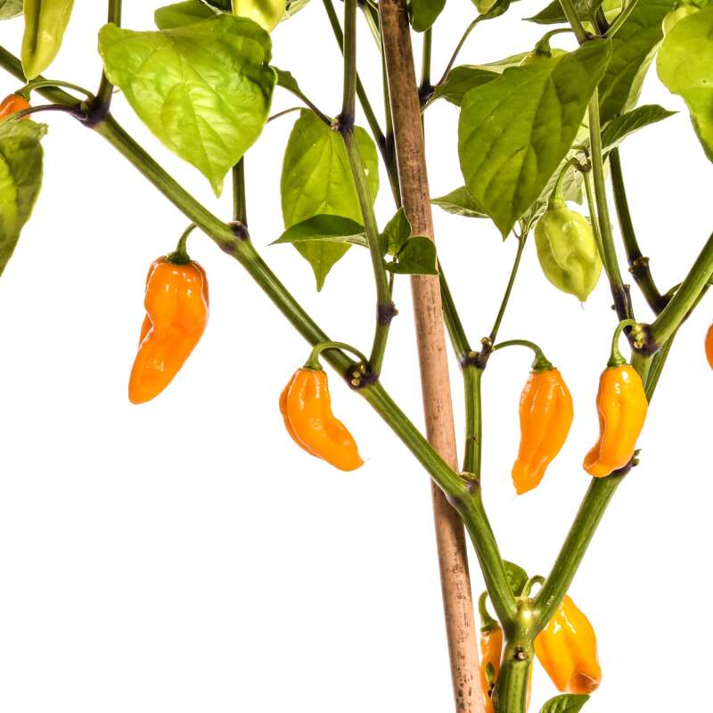 Chili Naga/Bhut Jolokia Orange - Capsicum chinense - Samen