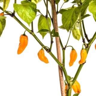 Chili Naga/Bhut Jolokia Orange - Capsicum chinense - Samen