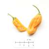 Chili Naga/Bhut Jolokia Orange - Capsicum chinense - Samen
