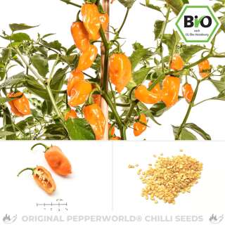 Chili Habanero Orange - Capsicum chinense - BIOSAMEN