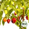 Chili Habanero Rot - Capsicum chinense - BIOSAMEN