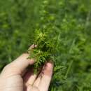 Beifuss, einjährig - Artemisia annua - Samen