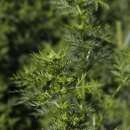 Beifuss, einjährig - Artemisia annua - Samen