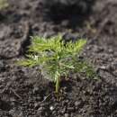 Beifuss, einjährig - Artemisia annua - Samen