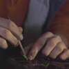 Beifuss, einjährig - Artemisia annua - Samen - ca. 1000 Korn