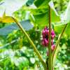 Rosa Zwergbanane - Musa velutina - Samen