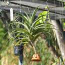 Luftpflanze - Tillandsia flexuosa - Samen