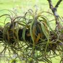 Luftpflanze - Tillandsia flexuosa - Samen