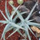 Agave - Agave kristenii - Samen