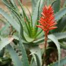 Aloe, Krantz Aloe - Aloe arborescens - Samen