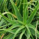 Aloe, Krantz Aloe - Aloe arborescens - Samen