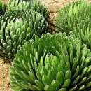 Agave Huasteca Canyon - Agave victoriae-reginae - Samen