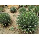 Agave Huasteca Canyon - Agave victoriae-reginae - Samen