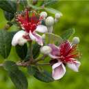 Brasilianische Guave - Acca sellowiana - Samen