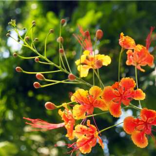 Pfauenstrauch - Caesalpinia pulcherrima - Samen