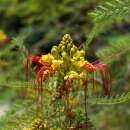 Paradiesvogelstrauch - Erythrostemon gilliesii - Samen