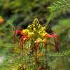 Paradiesvogelstrauch - Erythrostemon gilliesii - Samen