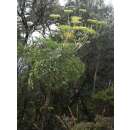 Mexikanischer Karottenbaum, Arracachillo - Myrrhidendron donnellsmithi - Samen