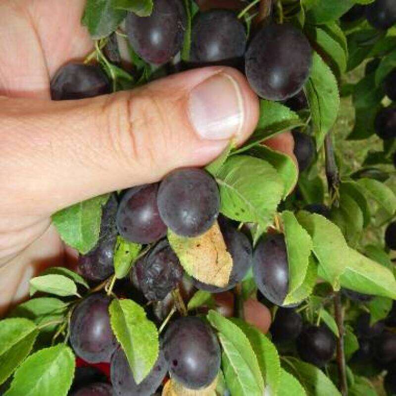 Pflaume Black Delight - Prunus domestica - Samen