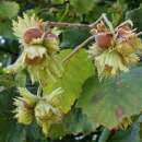 Haselnussstrauch - Corylus avellana - Samen