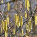 Haselnussstrauch - Corylus avellana - Samen