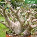 Elefantenfuss-Pflanze - Pachypodium rosulatum subsp....