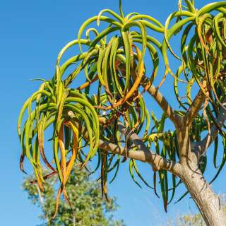 Baumaloe - Aloe barberae - Samen