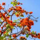 Malabar-Lackbaum - Butea monosperma - Samen