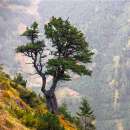 Zirbe, Arve - Pinus cembra - Samen