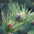 Zirbe, Arve - Pinus cembra - Samen