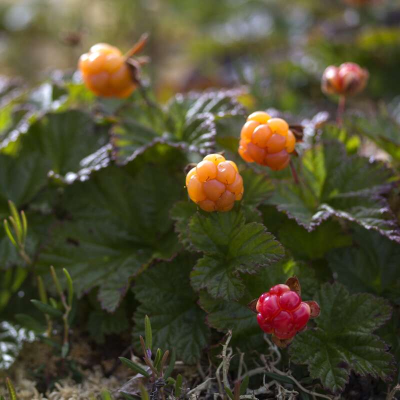 Moltebeere - Rubus chamaemorus - Samen