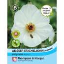 Stachelmohn - Argemone platyceras - Samen