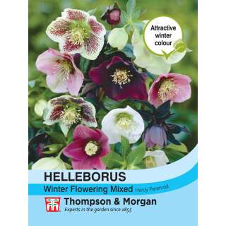 Christrose Winter Flowering Mix Improved - Helleborus - Samen