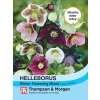 Christrose Winter Flowering Mix Improved - Helleborus - Samen