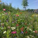 Bodensee-Blütenträume Uttwiler Sommer Blumenmischung Samen