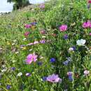 Bodensee-Blütenträume Uttwiler Sommer Blumenmischung Samen