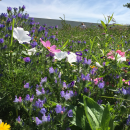 Bodensee-Blütenträume Uttwiler Sommer Blumenmischung Samen