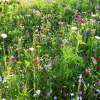 Bodensee-Blütenträume Uttwiler Sommer Blumenmischung Samen